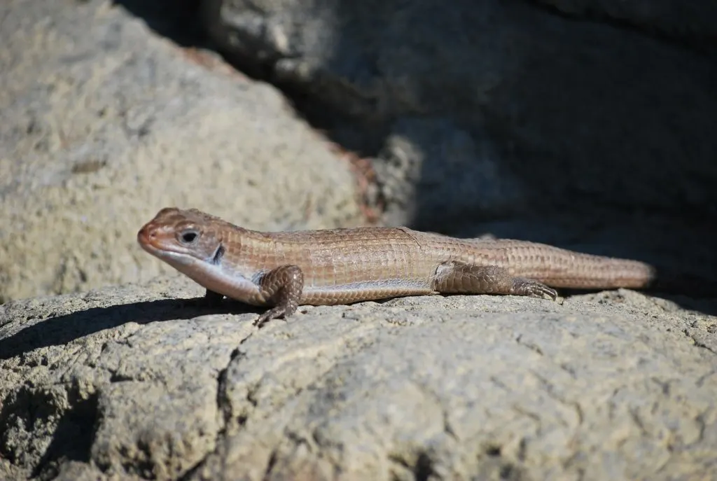 Skink in Tasmania, Australia