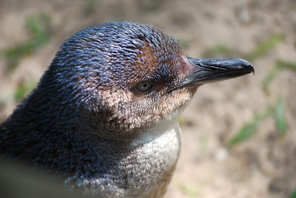 Little penguin in Tasmania, Australia