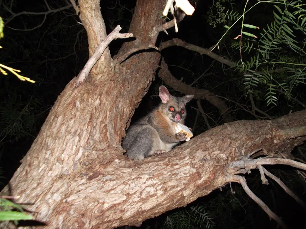 Brushtail possum in Tasmania, Australia