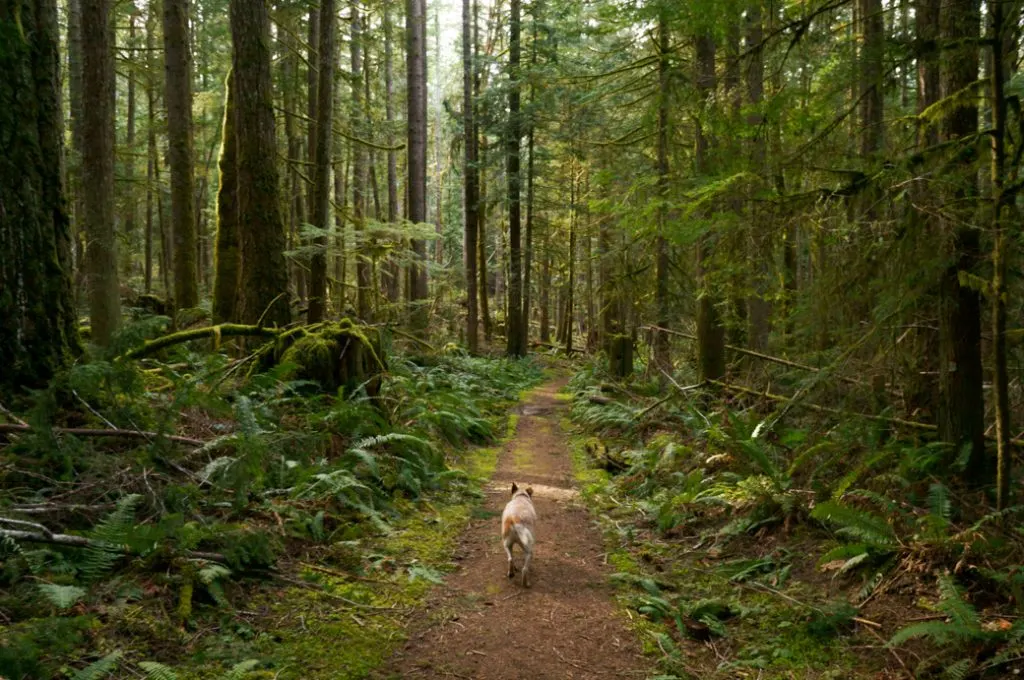 Frank the dog hiking BC's Sunshine Coast Trail. Learn how to Leave No Trace with dogs to help keep the wilderness wild.