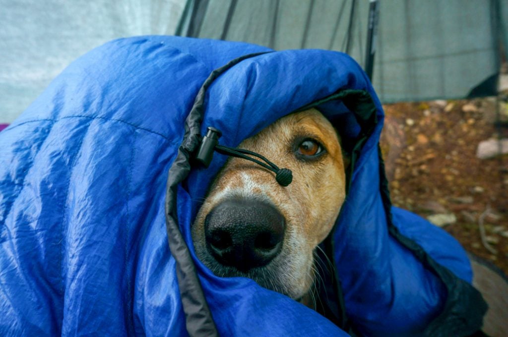 Frank the dog snuggled inside a sleeping bag. Learn how to Leave No Trace with dogs by bringing warm gear so you don't have to rely on a campfire.