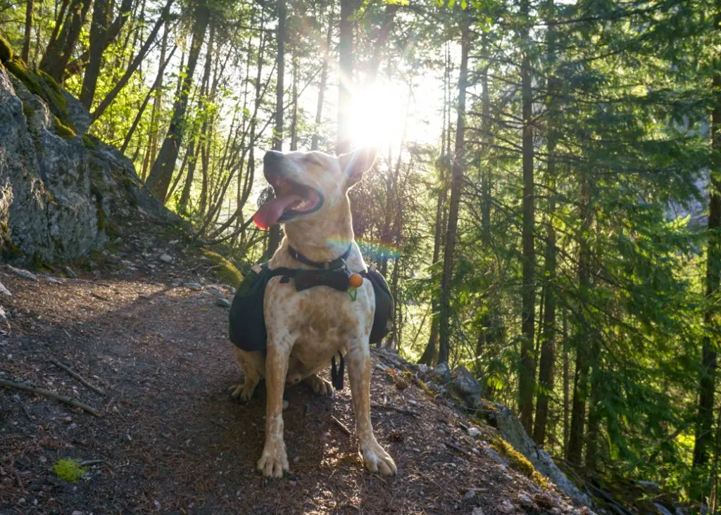 Frank the dog hiking in BC's Stein Valley on a hot day. Part of learning how to Leave No Trace with dogs is planning ahead and preparing for hot weather. 