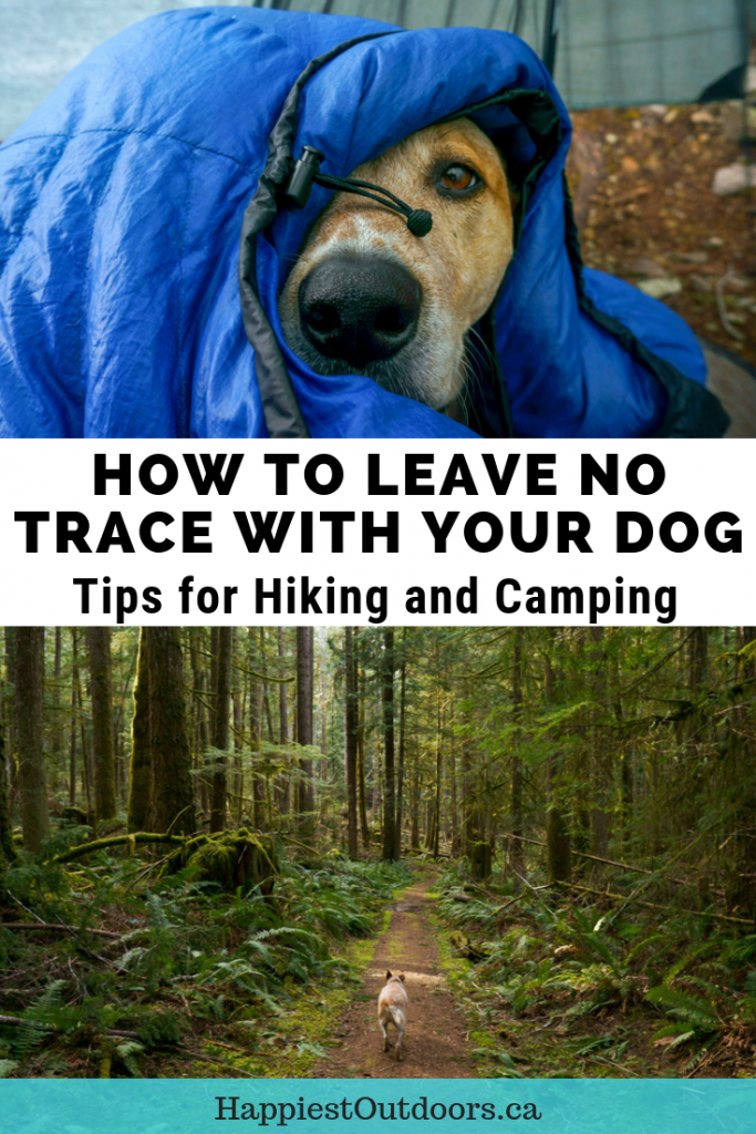 Learn how to Leave No Trace with Dogs while camping and hiking. A PCT thru-hiker teaches you how to apply the 7 principles of Leave No Trace to hiking and camping with your dog. And she should know - she hiked the entire Pacific Crest Trail with her dog. Includes info on trail etiquette, wildlife, dog poop and more. #LeaveNoTrace #hikingwithdogs #trailetiquette