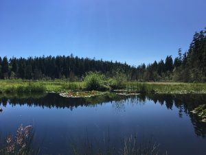 Beaver Lake in Stanley Park, Vancouver