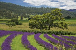 The Port Arthur Lavender Farm on the Tasman Peninsula in Tasmania, Australia