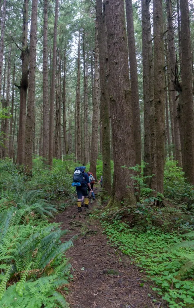 Inland trail across Taylor Point on the way from Third Beach to Toleak Point in Olympic National Park