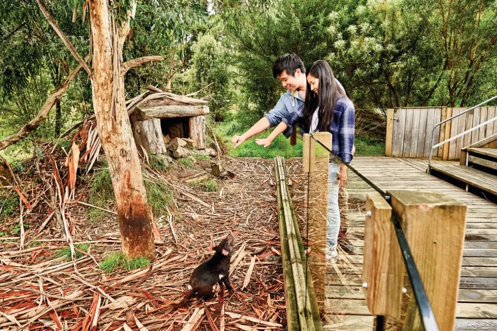 The Tasmanian Devil Unzoo near Port Arthur in Tasmania, Australia