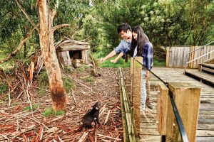 The Tasmanian Devil Unzoo on the Tasman Peninsula in Tasmania, Australia