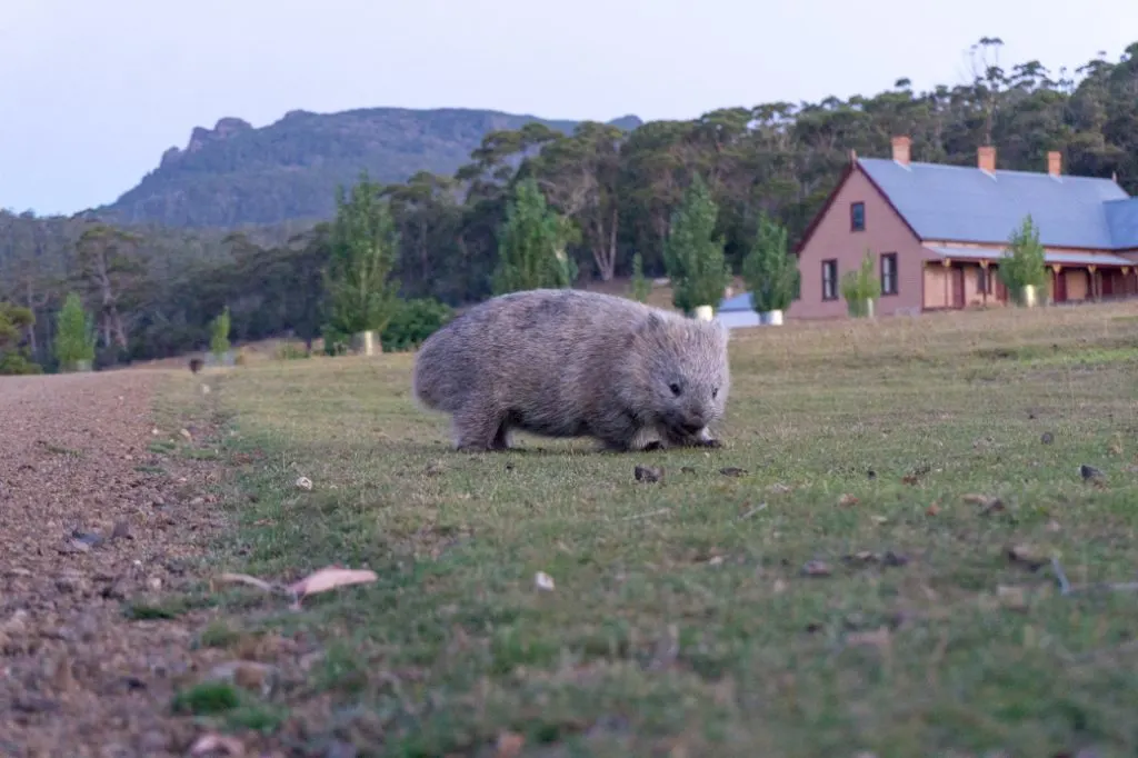 Wombat on Maria Island, Tasmania, Australia
