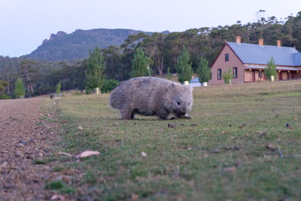 How To Visit Maria Island, Tasmania - Happiest Outdoors