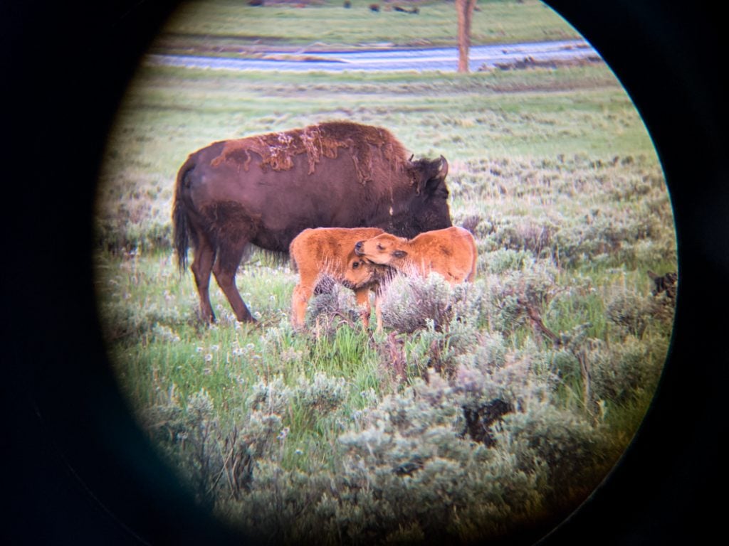 Two bison in Yellowstone National Park. Photo taken with a monocular and phone adapter. A spotting scope or binoculars is a must on your Yellowstone packing list.