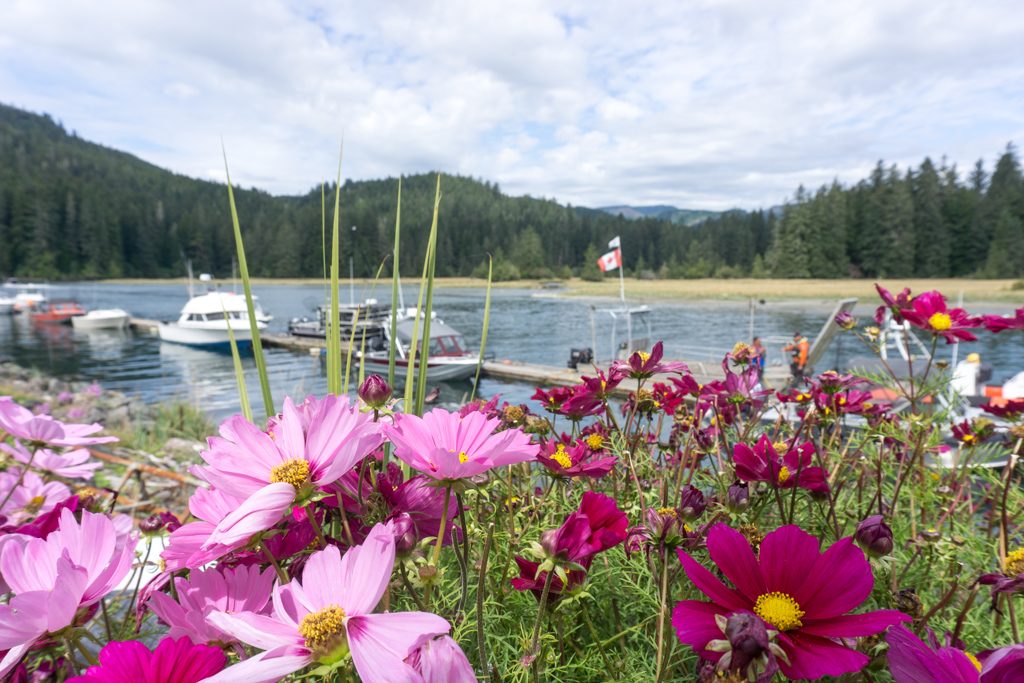 Flowers in front of the Gordon river ferry dock at the south end of the West Coast Trail