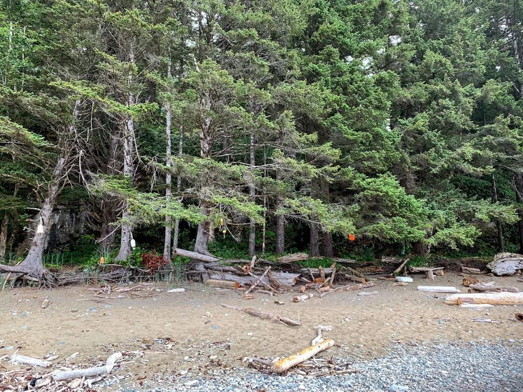 The Orange Juice Creek campground on the West Coast Trail.