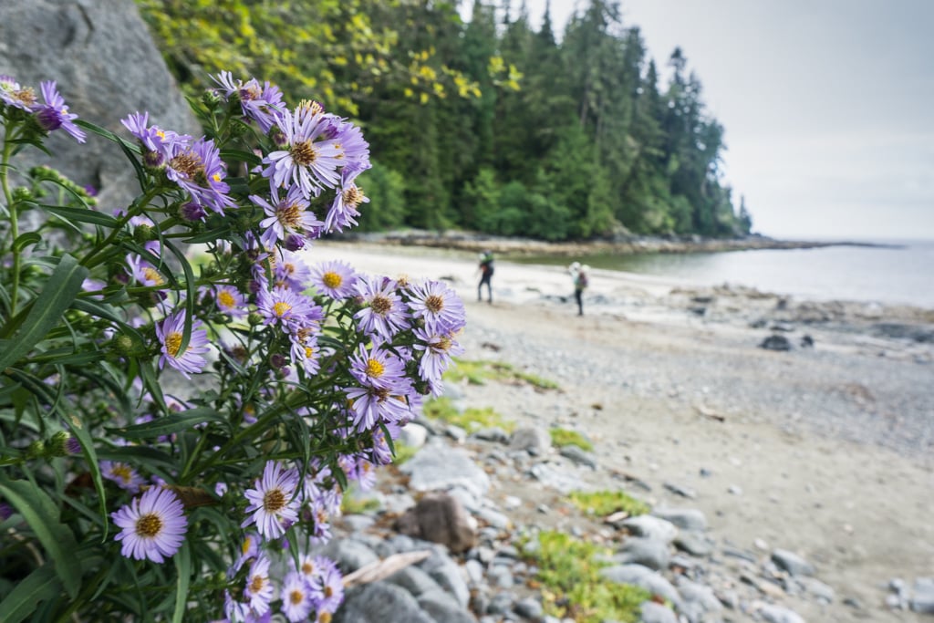 Flowers at the Pachena Bay trailhead of the West Coast Trail. Get your West Coast trail itinerary options in this post.