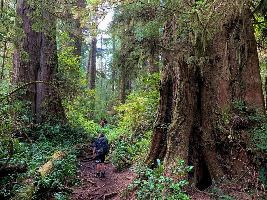 Hiking past giant trees on the West Coast Trail