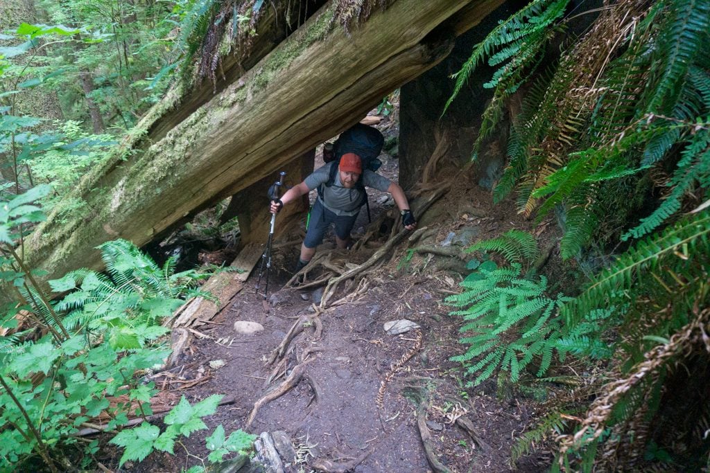 A hiker scrambles under a log on the south end of the West Coast Trail