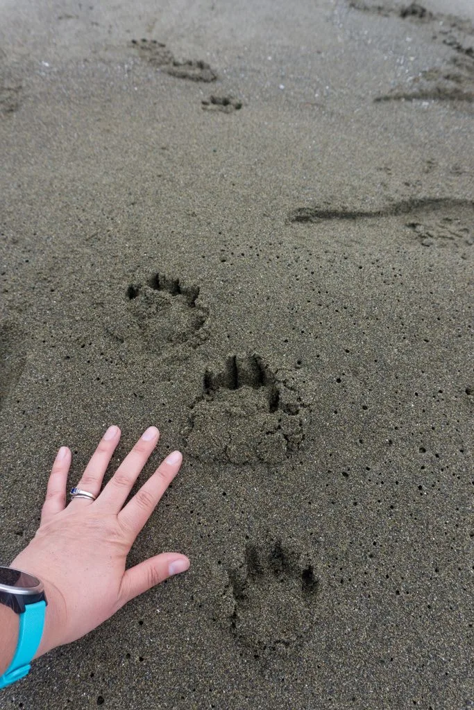 A woman wearing a watch holds her hand out to measure the size of wolf tracks on the beach on a backpacking trip