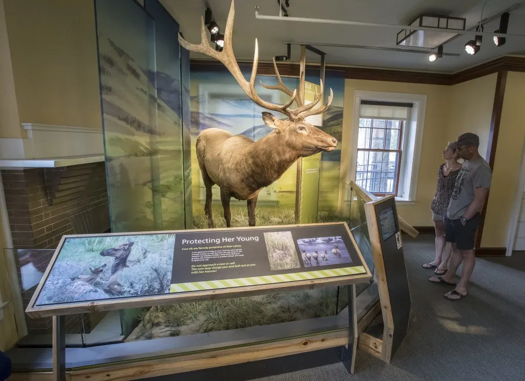 Elk in the Albright Visitor Center at Yellowstone
