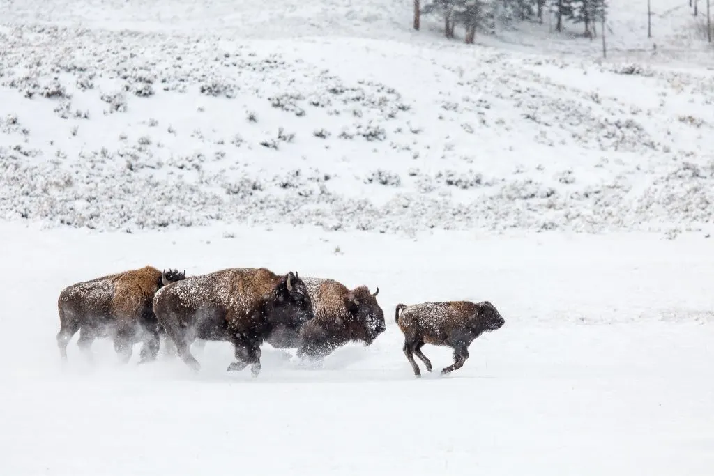 Bison run through the snow in Yellowstone National Park