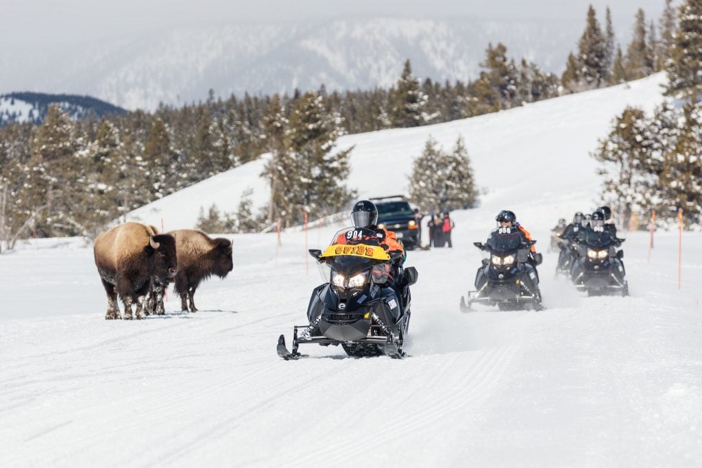 Snowmobiles pass bison in Yellowstone National Park