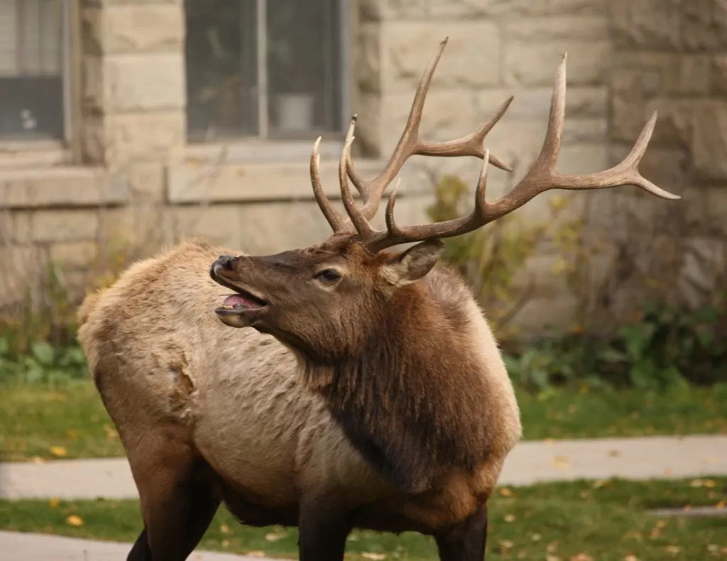 Elk in Mammoth