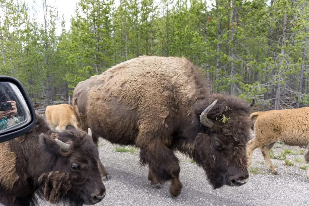 Bison walk past cars during a bison jam in Yellowstone National Park