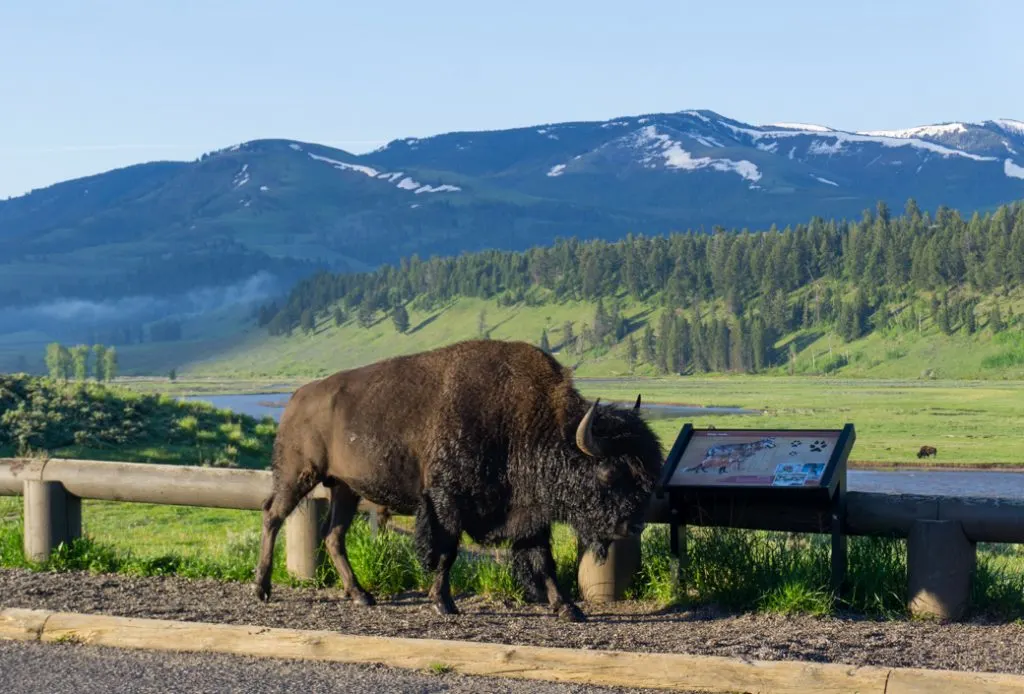 Roadside Bison in the Lamar Valley in Yellowstone National Park