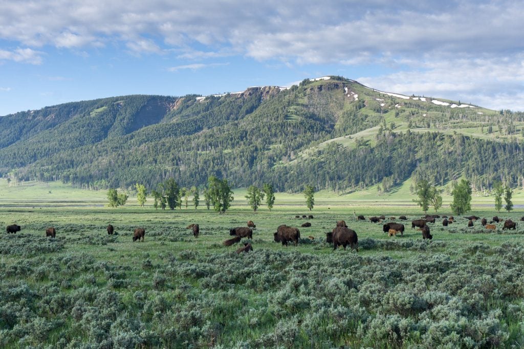Bison in the Lamar Valley in Yellowstone National Park