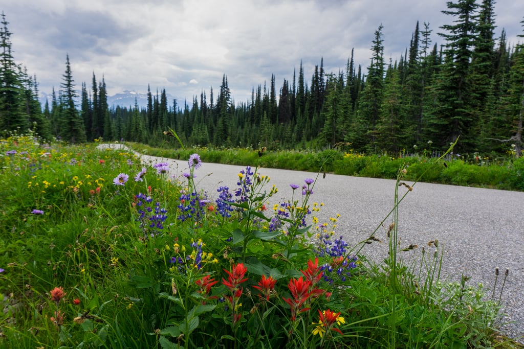 Wildflowers along the Meadows in the Sky Parkway in Mount Revelstoke National Park