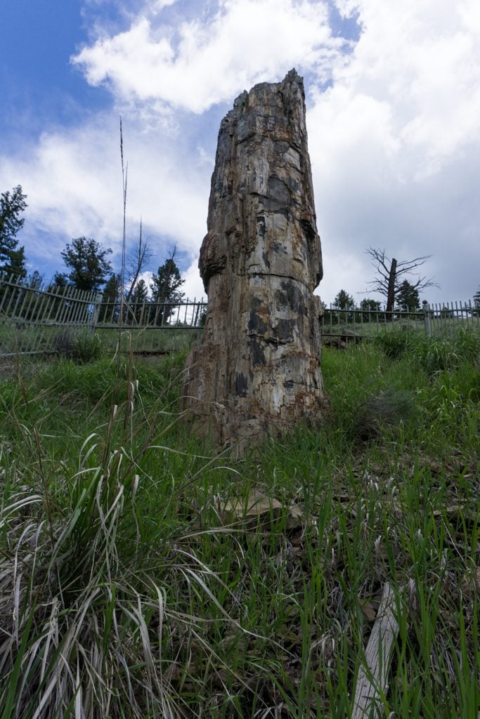 A petrified tree in Yellowstone National Park