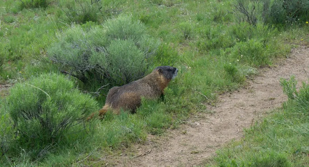 Yellow bellied marmot in Yellowstone National Park