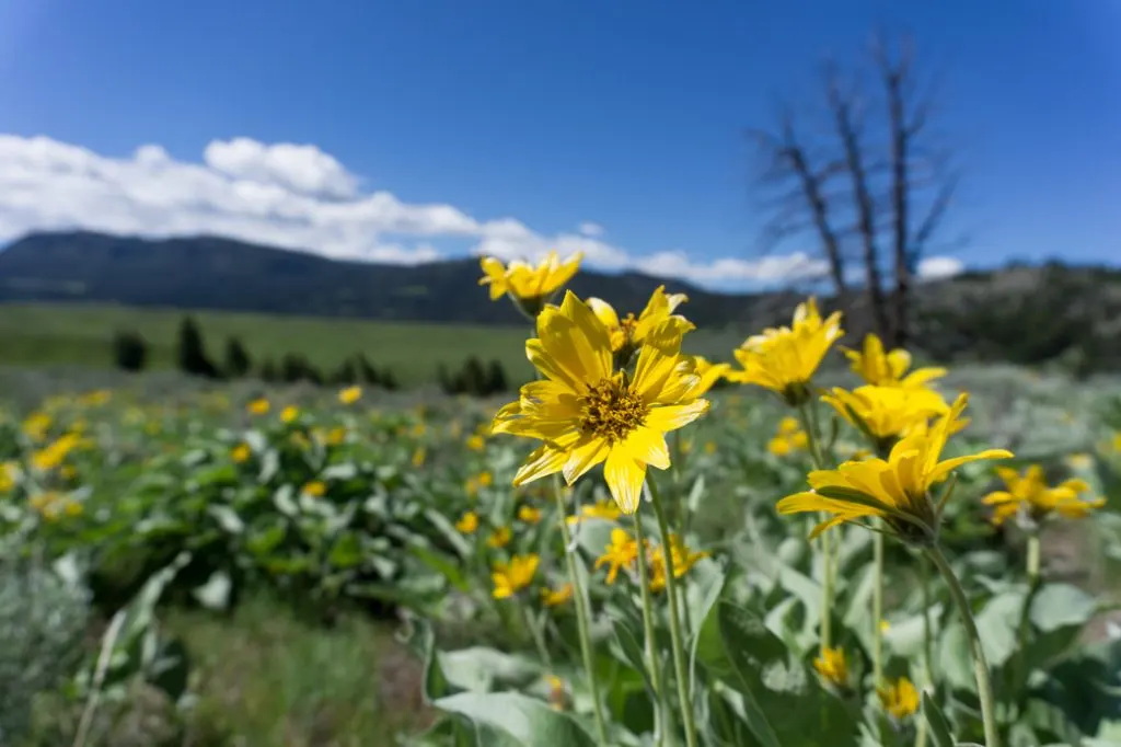 Wildflowers in Yellowstone