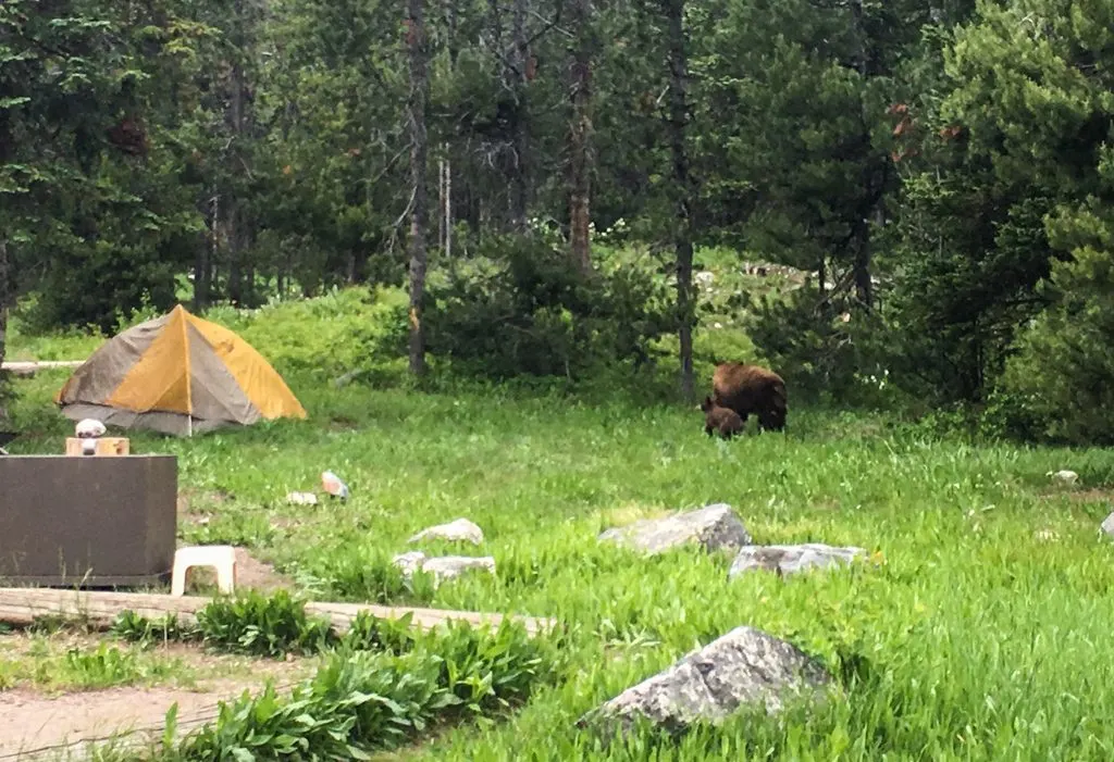 Bears in the campground in Grand Teton National Park