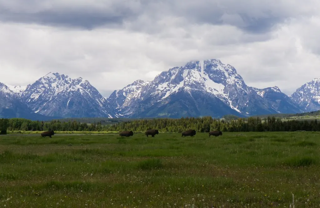 Bison running across the plains in Grand Teton National Park