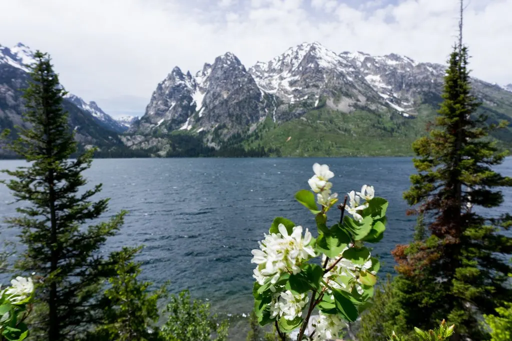 The view from the Jenny Lake Overlook in Grand Teton National Park