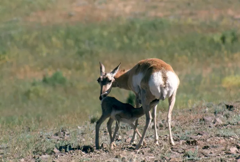 Pronghorns in Grand Teton National Park