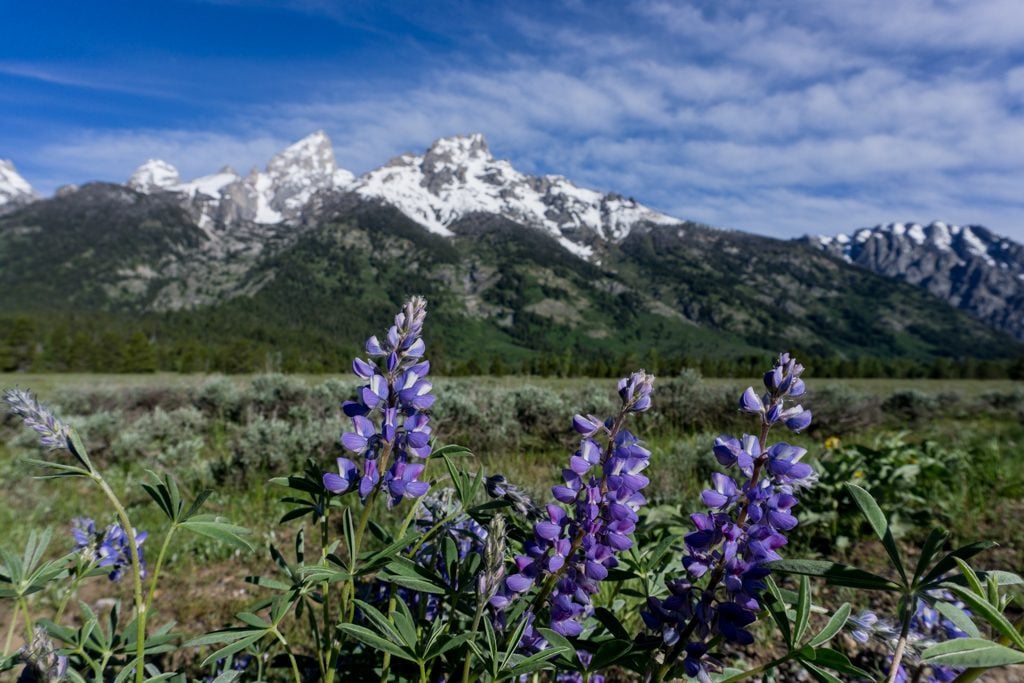 Wildflowers in from of the Teton mountains in Grand Teton National Park