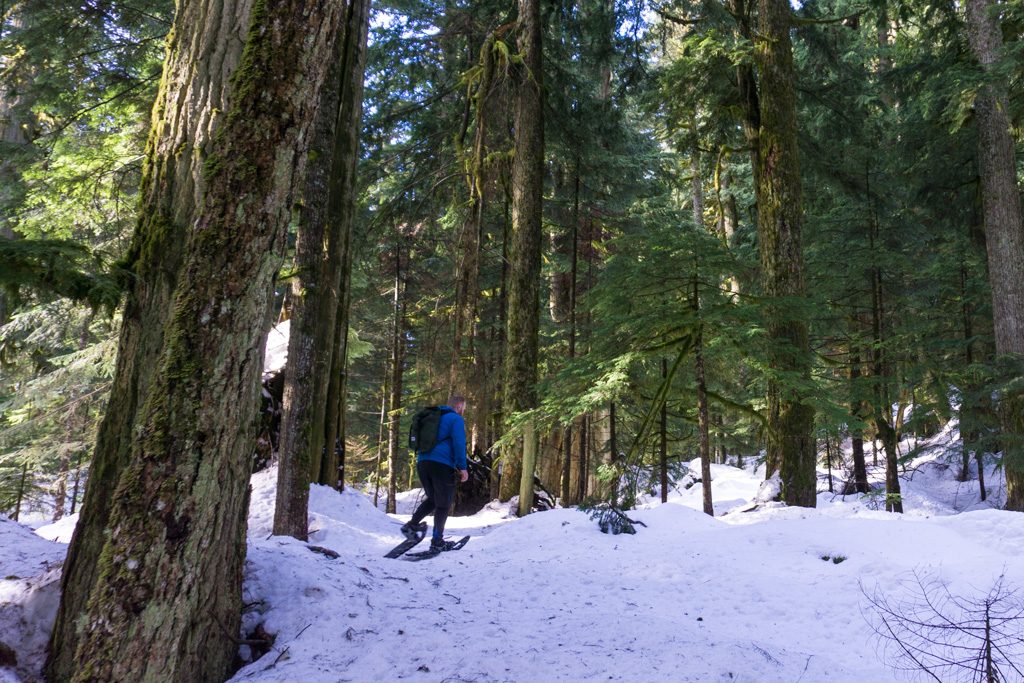 A snowshoer walking through large trees