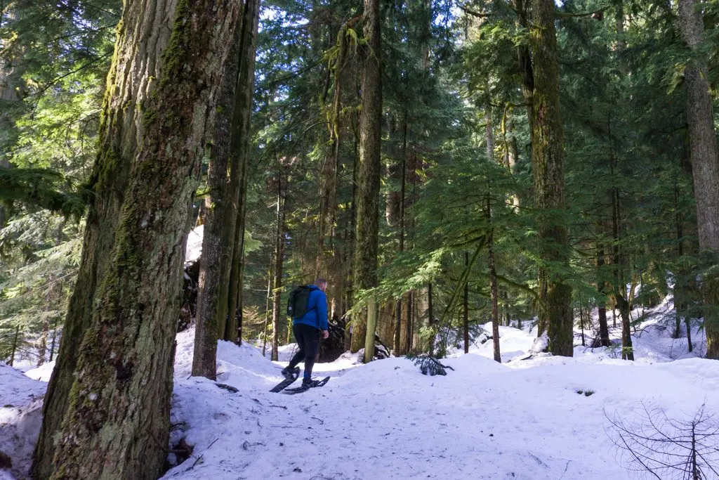 A snowshoer walking through large trees