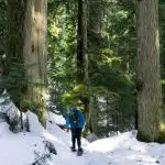 A man wearing a backpack snowshoes through the trees. Get gift ideas for snowshoers