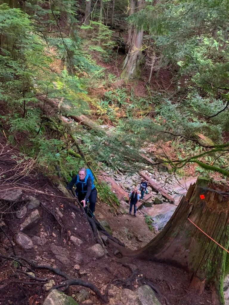 A hiker climbs up out of a gully on the Big Cedar Trail near Vancouver, BC