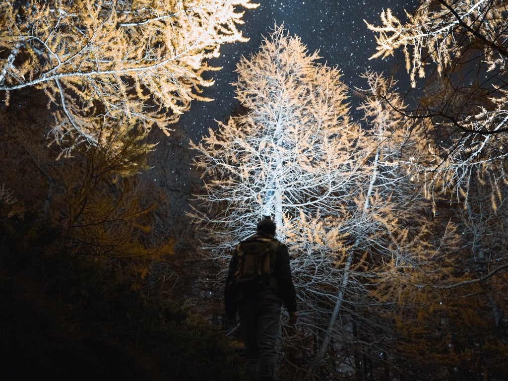 A hike illuminates the forest with a flashlight