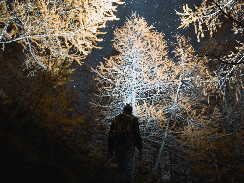 A hike illuminates the forest with a flashlight