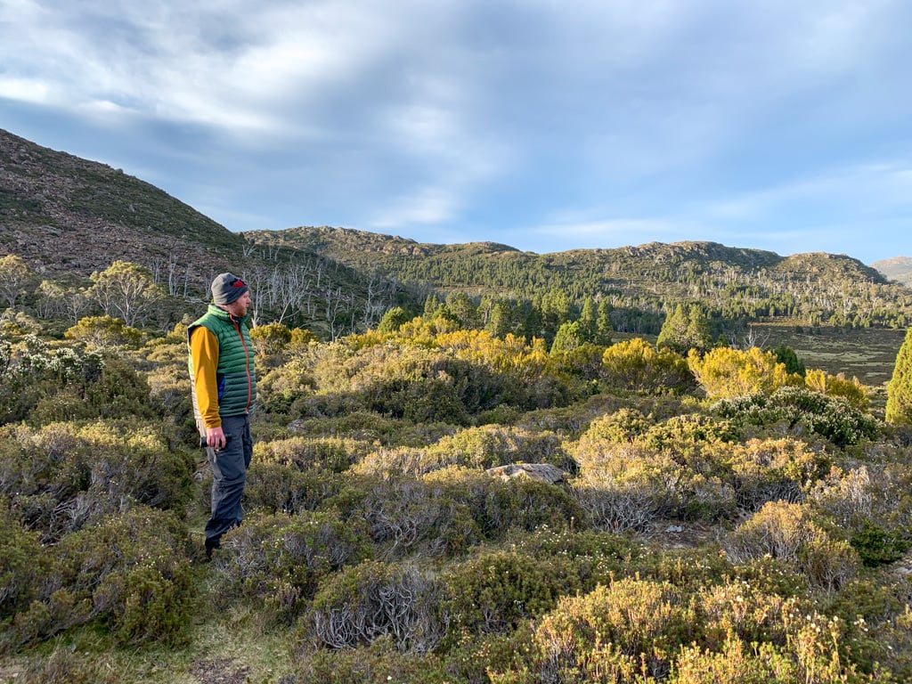 A hiker stands in scrubby bushes in Tasmania's highlands