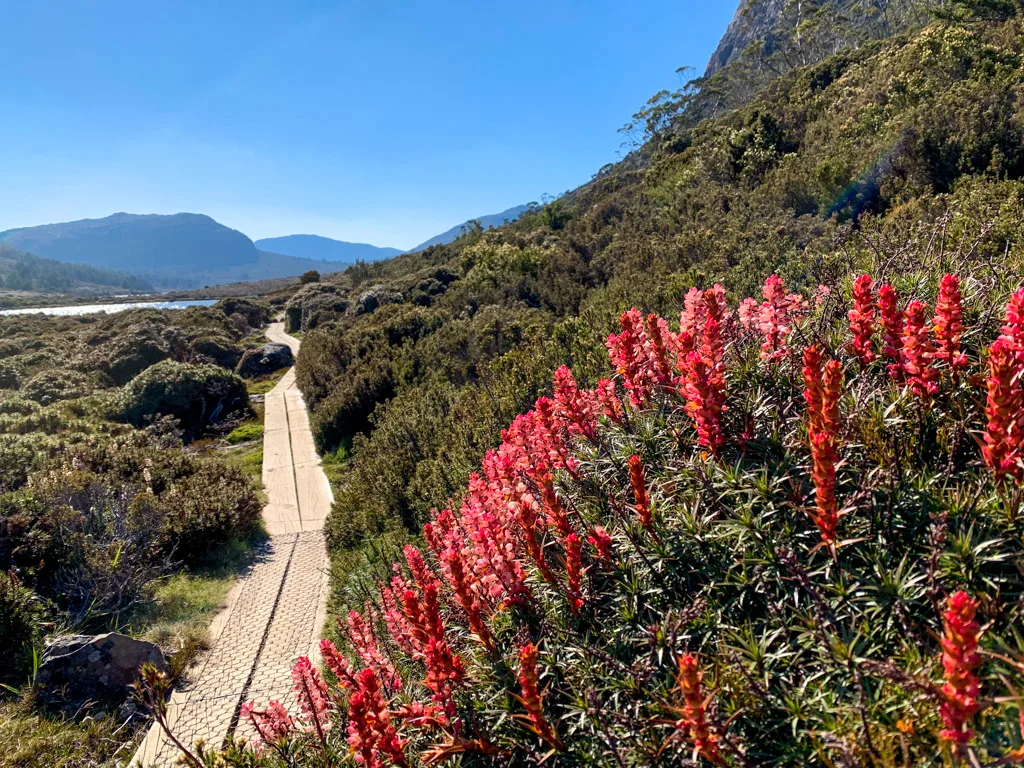 Flowers bloom next to a boardwalk track at Herod's Gate in Walls of Jerusalem, Tasmania