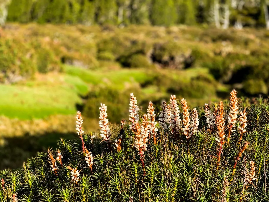 Flowering Scoparia in Walls of Jerusalem National Park