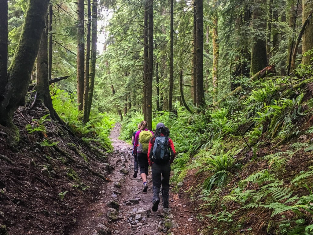 A group of hikers walks down a trail in a green forest