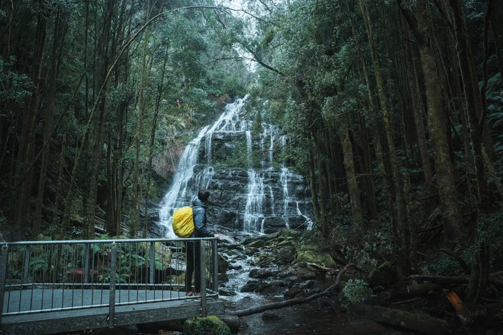 Nelson Falls near Queenstown, Tasmania