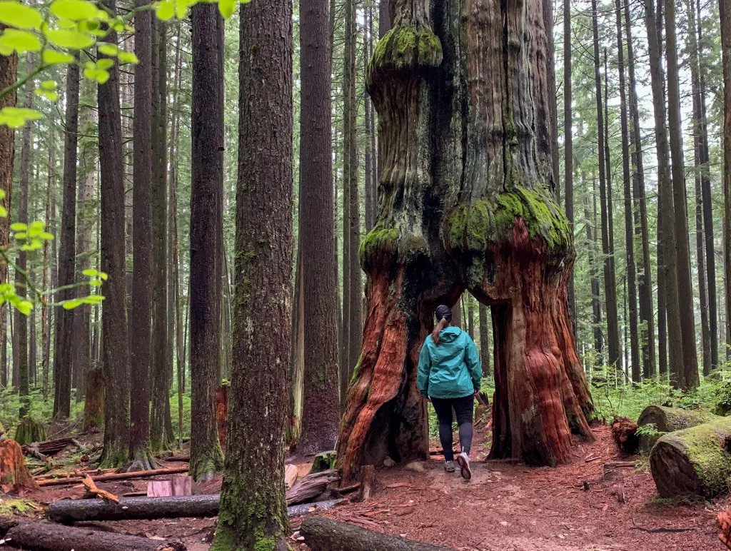 A plus size woman wearing a rain jacket walks through a hole in a giant tree. She's wearing a jacket from MEC, one of the best places to find women's plus size hiking clothes