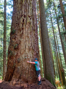 A hiker hugs the Hollyburn Fir, an old-growth douglas fir tree near Vancouver, BC